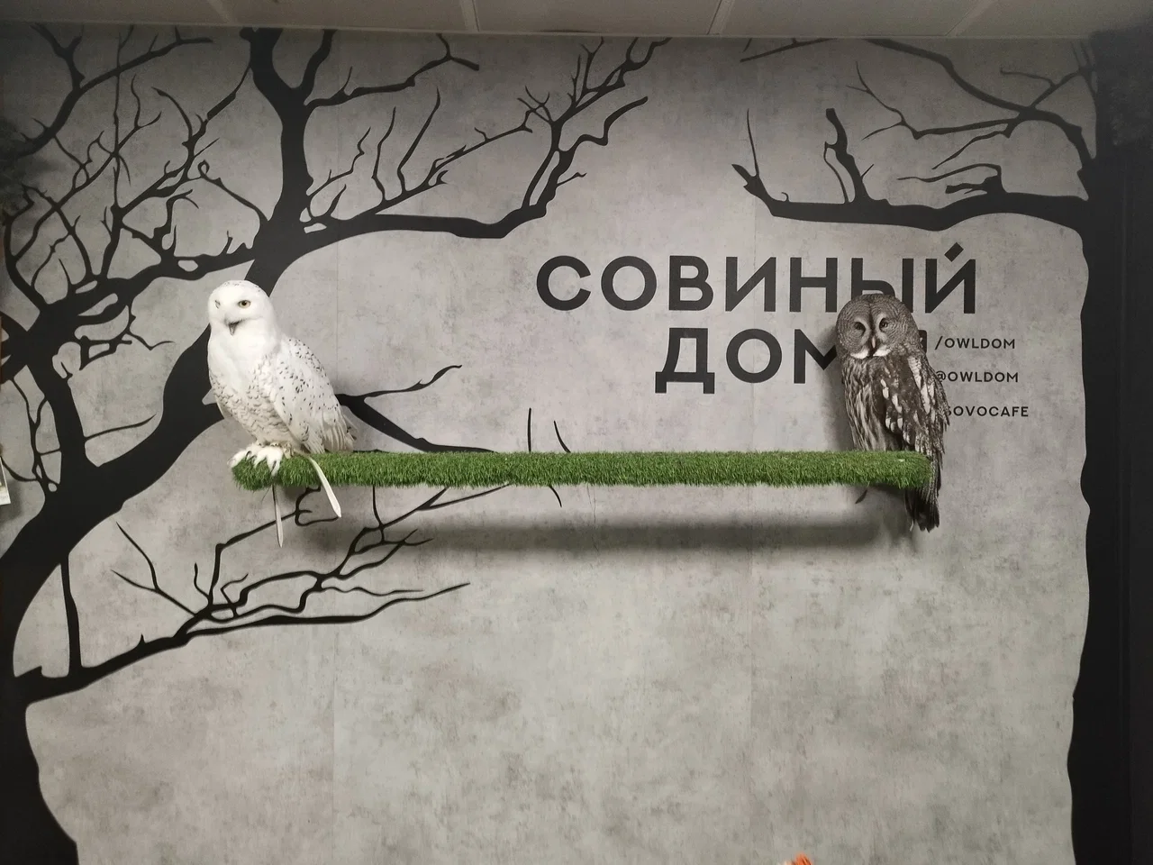 Фото Антикафе "Совиный дом" - развлечение в Москве | Досугатор